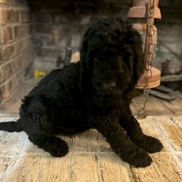 Giant Schnauzer and Poodle Puppies from Mississippi Poodles, Doodles and Giants