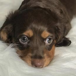 Dachshunds from SRKs Miniature Dachshunds