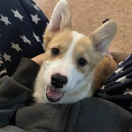 Pembroke Welsh Corgi Puppies from Gotta Chase Em All Corgis