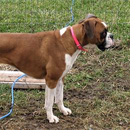 Sasha - Boxer