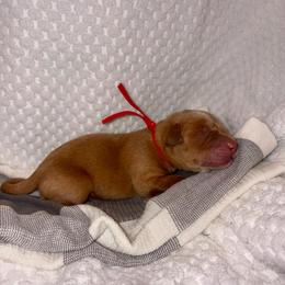 Red - Yellow male Labrador Retriever puppy in Heath Springs, South Carolina from Rich Hill Retrievers
