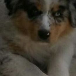 Australian Shepherds from Pauline Blake