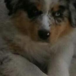 Australian Shepherds from Pauline Blake