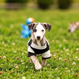 Male 2 - Fawn brindle male Whippet puppy in Chatfield, Minnesota from Devlynn Whippets