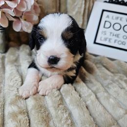 Briar - Black and tan male Companion Cross puppy in Decatur, Illinois from Petite Pups