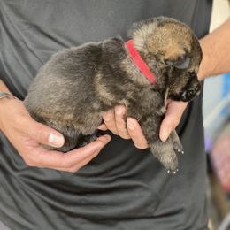 German Shepherd Puppies from Sua Sponte GSDs