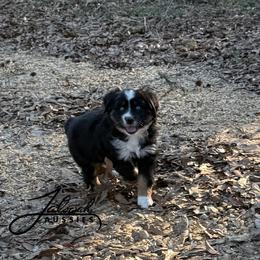 Jet - male Miniature Australian Shepherd puppy in Lumberton, Mississippi from Talowah Aussies