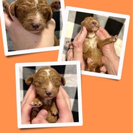 Faith - Red  female Goldendoodle puppy in Bluefield, Virginia from Love on a Leash