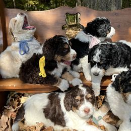 Bernedoodle Puppies from Cairn Ridge Doodles