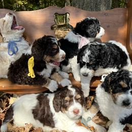 Bernedoodle Puppies from Cairn Ridge Doodles