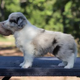 AKC Blue Merle Girl 2 - Blue merle female Border Collie puppy in Noble, Oklahoma from CheckItOut Border Collies