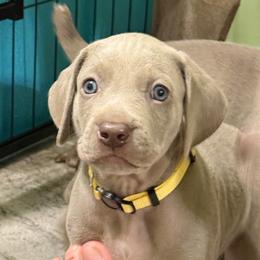 Ruby (Yellow) - Silver gray female Weimaraner puppy in Waverly, New York from Always Faithful Weimaraners