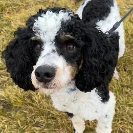 Pierre - Poodle