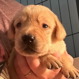 Topaz - Yellow male Labrador Retriever puppy in Rock Hill, South Carolina from North Star Retrievers