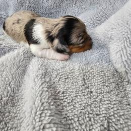 Girl 1 - Black and tan female Dachshund puppy in Osawatomie, Kansas from Lindsays long haired doxies