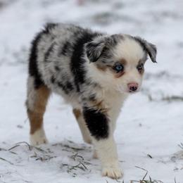 Aspen - Blue merle female Australian Shepherd puppy in Granbury, Texas from Texas Miniature Aussies