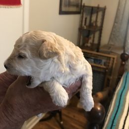 Poodle Puppies from Jm’s Precious Poodles