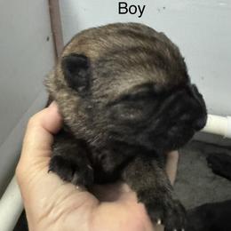 Black boy - Sable male German Shepherd puppy in Fredericksburg, Virginia from Trinity German Shepherd Dogs
