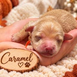 Caramel - Fawn male Havapoo puppy in Marion, North Carolina from Puddles' Puppies