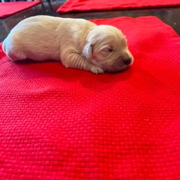 Female puppy 2 - Light golden female Golden Retriever puppy in Tacoma, Washington from Bradley Farms