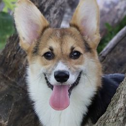 Zita - Pembroke Welsh Corgi