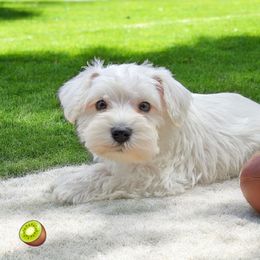 Kiwi - White male Miniature Schnauzer puppy in Houston, Texas from Haughton Farm