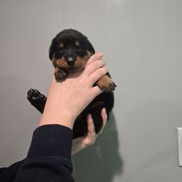 Mint - Black and rust male Beauceron puppy in Batavia, New York from Oakland Beaucerons