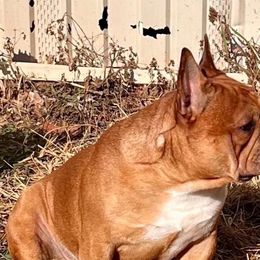 Hero - French Bulldog