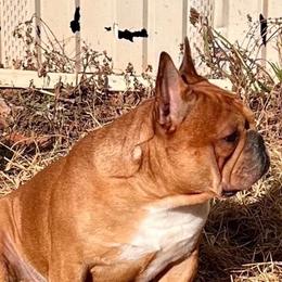 Hero - French Bulldog