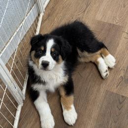 Australian Shepherd Puppies from WyoWinds Australian Shepherds