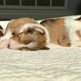 Shetland Sheepdog puppies from Leigh Hi Shelties