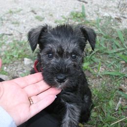 Miniature Schnauzer Puppies from SSPuppy - Sophisticated Schnauzers