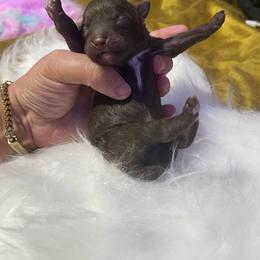 Brownie - Brown male Poodle puppy in Davie, Florida from Sweet Peluditos