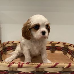 Cavalier King Charles Spaniel Puppies from Ridgefield Cavaliers