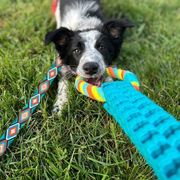 Border Collie, Golden Retriever, and Sporty Mix Puppies from Turbo Border Collies & Coltrievers