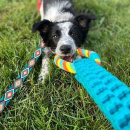 Border Collie, Golden Retriever, and Sporty Mix Puppies from Turbo Border Collies & Coltrievers