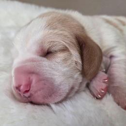 Xyler - Red and white male Basset Hound puppy in Denison, Texas from Emma Lou's Baby Bassets
