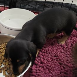 Dachshund Puppies from Happy Acres  Miniature Dachshunds