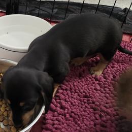 Dachshund Puppies from Happy Acres  Miniature Dachshunds