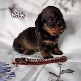 Woody - Wild boar male Dachshund puppy in Wooldridge, Missouri from Royal Bloodline Canines