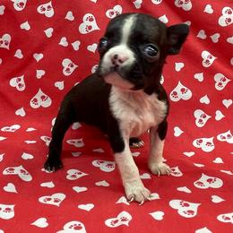 Logan - Black and white male Boston Terrier puppy in Fillmore, Illinois from Wind Hill Puppies