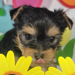 Orange collar boy - Black and tan male Yorkshire Terrier puppy in Jacksonville, Florida from Yorkieology