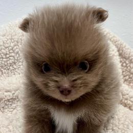 Wisteria - Lavender female Pomeranian puppy in Bentonville, Arkansas from Hummingbird & Fox