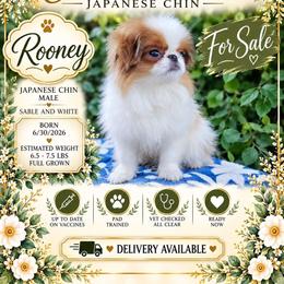 Rooney - Sable and white male Japanese Chin puppy in Johnson City, Tennessee from Erin & Friends Japanese Chin