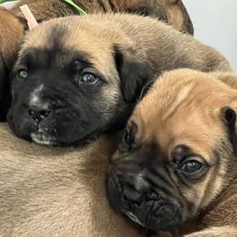 Boerboel Puppies from Southern Pride Boerboels