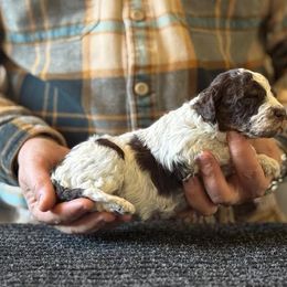 Boy 3 - Brown roan male Lagotto Romagnolo puppy in Sugar Valley, Georgia from Pinnacle Farm and Kennel