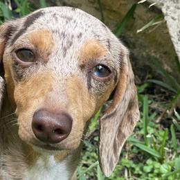Canela - Dachshund