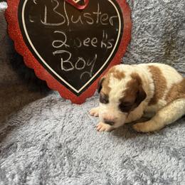 Bluster - Brown and white male Saint Berdoodle puppy in Traverse City, Michigan from Bare Paws Saint Berdoodles