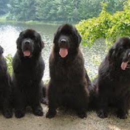 Newfoundlands from Mastway Newfoundlands