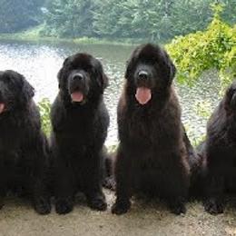 Newfoundlands from Mastway Newfoundlands